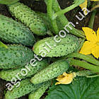 Огірок Тумі F1 10 шт Enza Zaden, фото 2