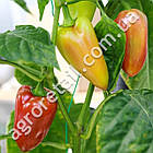 Перець Акорд F1 8 шт Hazera, фото 2