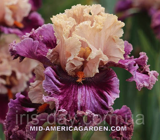 Ірис Elite Еліт (Johnson 2018) (сажінки), фото 1