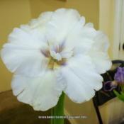 Ірис Frosty Moonscape Фрості Мунскейп (Aitken 2006) (сажники), фото 1