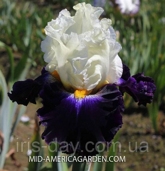 Ірис Future Ruler Ф'юче Руле (Blyth 2016) (сажінки), фото 1