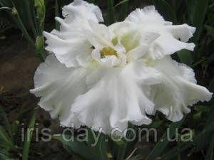 Ірис Gazoo Газу (Кнопф 1967) (сажники), фото 1