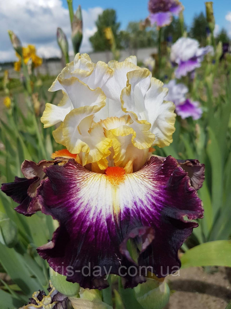 Ірис King's Reign Кінг Рейн (Johnson 2015) (сажільники), фото 1