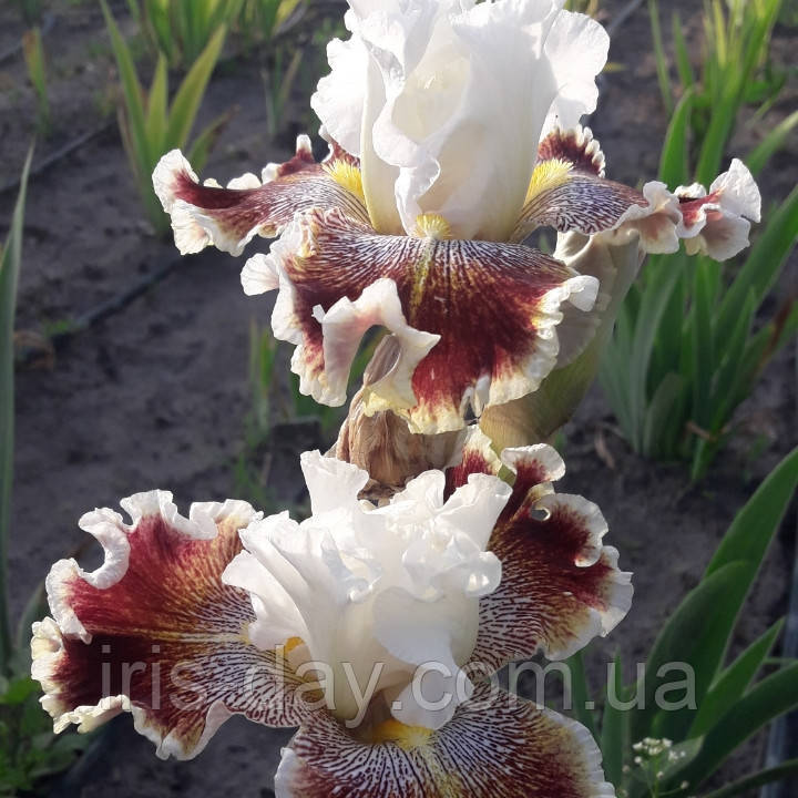 Ірис Wonders Never Cease Вандерс Невер Сіз (Black 2007) (сажниці), фото 1