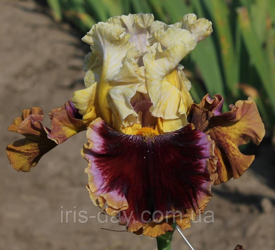 Ірис Higher Love Хайе Лав (Johnson 2017) (сажінки), фото 1