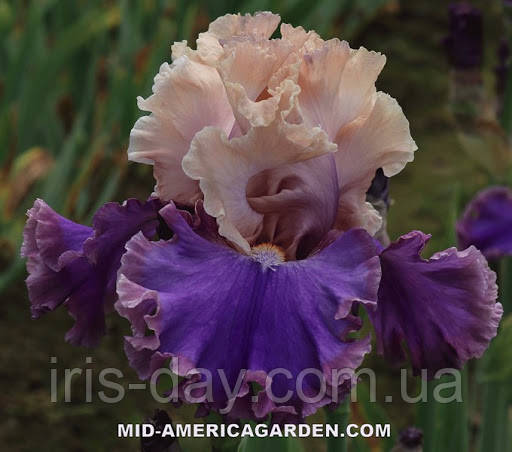 Ірис Highly classified Хайлі Класифіед (Johnson 2018) (сажники), фото 1