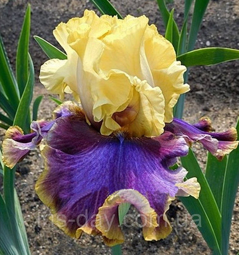 Ірис Hooked on a Feeling Хукід він е Філін (Johnson 2015) (сажниці), фото 1