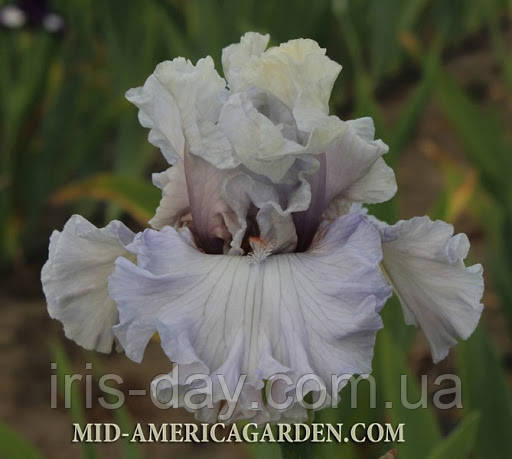 Ірис I Have This Dance (Johnson 2017) (сажінки), фото 1