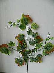 Листя винограду зелено-коричневе листя винограду зелено-коричневе