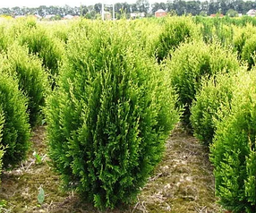 Саджанці Туї складчастої Елегантисима (Thuja plicata Elegantissima)