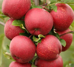 Яблуня осіння сорт Гала Шнига, підщепа М9