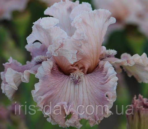 Ірис Magic Trick Магік Трик (Johnson 2019) (сажінки), фото 1