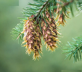 Саджанці Псевдостога Мензіса (Pseudotsuga Menziesii)