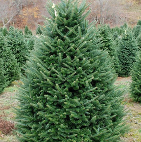 Саджанці Пихти Нордмана (Abies Nordmanniana)