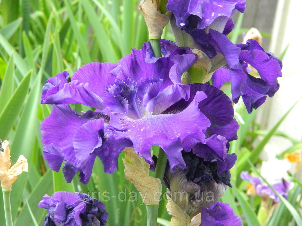 Ірис Orbison Орбісон (Kerr 2009) (сажінки), фото 1