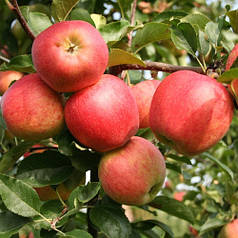 Яблуня осіння сорт Гала Роял, підщепа М9