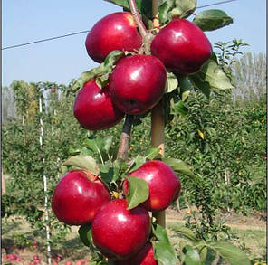 Саджанці яблуні сорт Моді, підщепа 54-118, фото 2