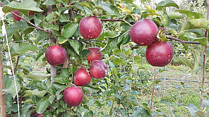 Саджанці яблуні сорт Моді, підщепа 54-118, фото 2