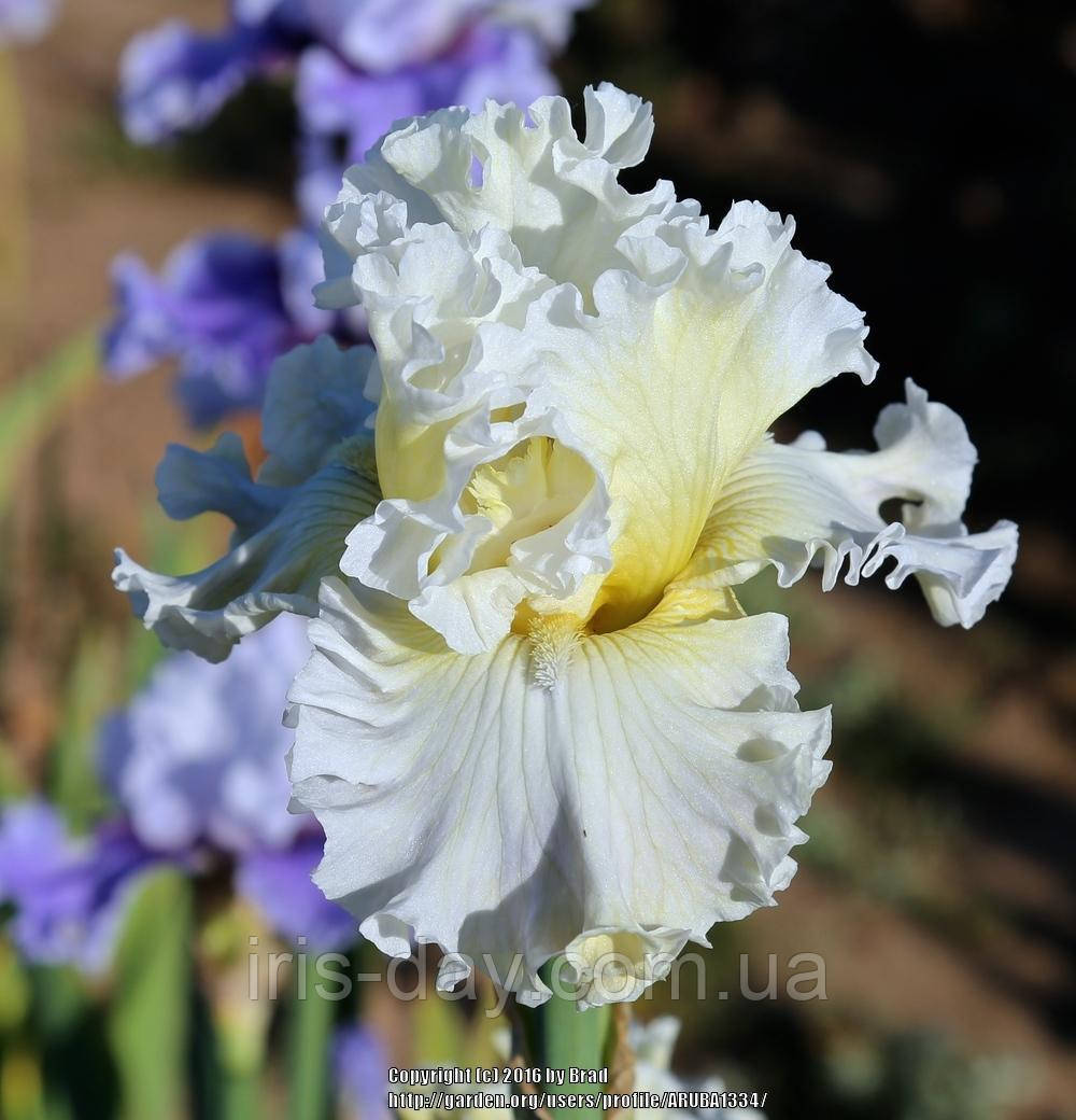 Ірис Purist Пурист (Blyth 2015) (сажники), фото 1