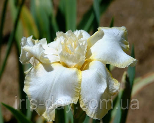 Ірис Pompon Two Помпон Ту (Rudolph 1987) (сажінки), фото 1