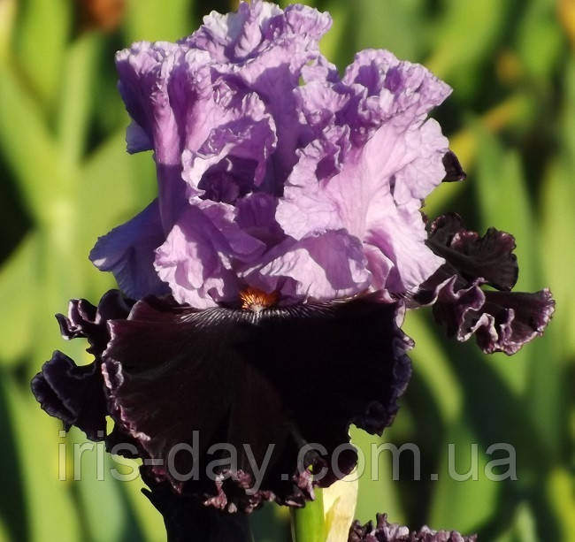 Ірис Royal Mystique Роял Містик (Blyth 2014) (сажіанці), фото 1
