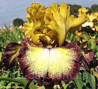 Ірис Roving Gambler Роувінг Гемблер (Blyth 2016) (сажниці), фото 1