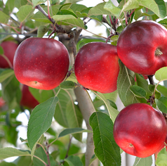 Саджанці яблуні сорт Сторі, підщепа М9