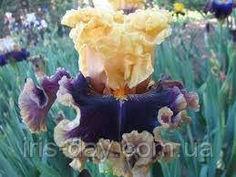 Ірис Renaissance Place Ренесанс Плейс (Mego 2018) (сажі), фото 1