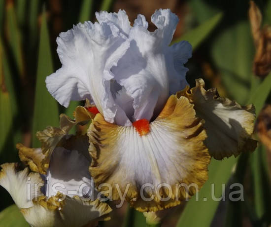 Ірис Snaparazzi Снапарази (Blyth 2011) (сажінки), фото 1