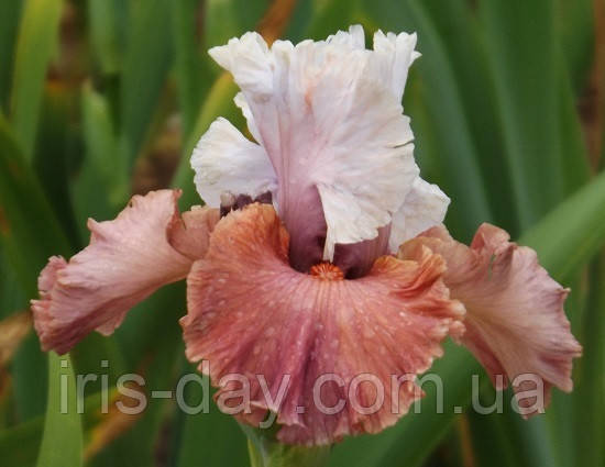 Ірис Sherbet Bomb Щербет Бомб (Blyth 2015) (сажниці), фото 1
