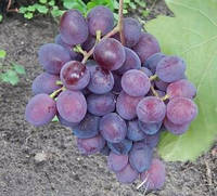 Саженцы винограда Бастра