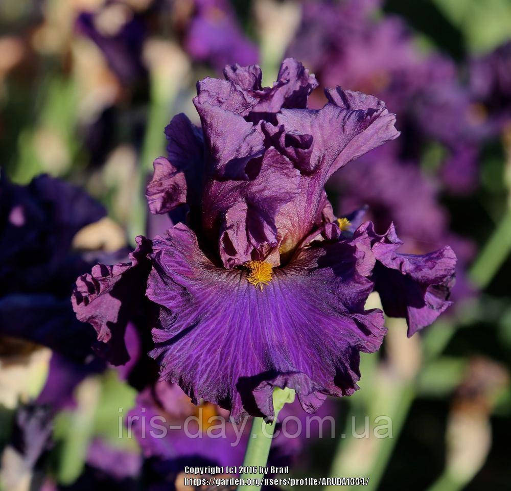 Ірис Smoky Dusk Смоки Даск (Keppel 2017) (сажниці), фото 1