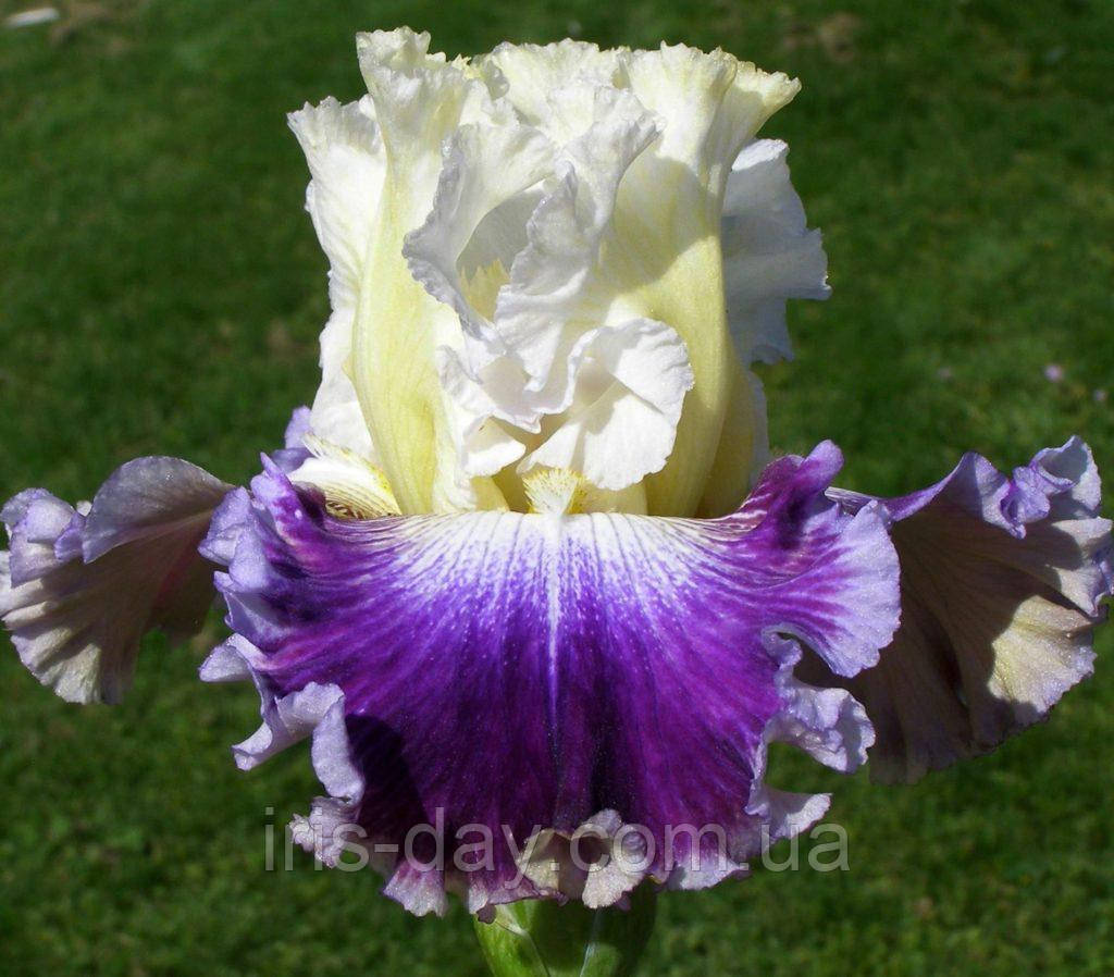 Ірис Soft Elegance Софт Еліганс (Sutton 2017) (сажінки), фото 1