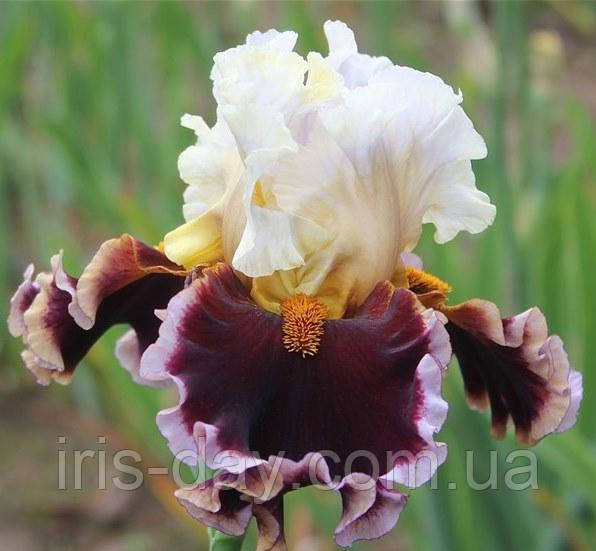 Ірис Sizzlin'hot (Johnson 2018) (сажінки), фото 1