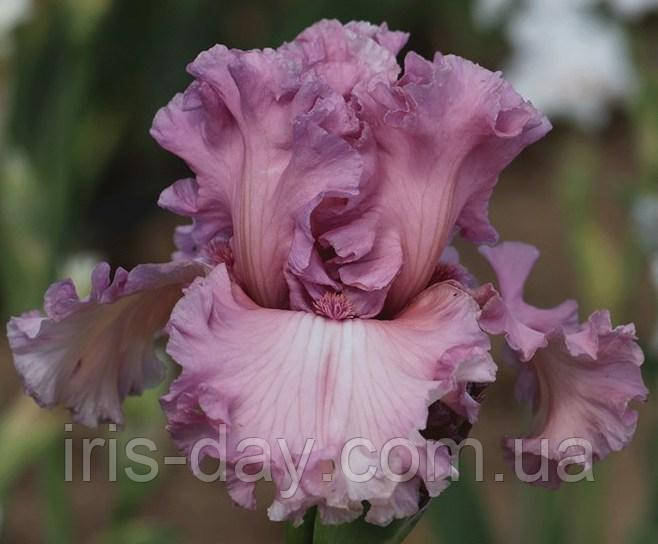 Ірис Simply Fabulous (Johnson 2019) (сажінки), фото 1