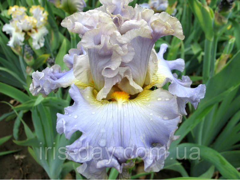 Ірис Studena Vlna Студена Влна (Mego 2016) (сажниці), фото 1