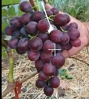Саженцы винограда Днепровская красавица