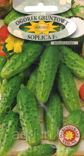 Огірок Сопліца, F1, 5г Roltico, Польща