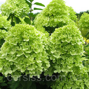 Гортензія лаймлайт, Hydrangea paniculata Limelight, фото 1