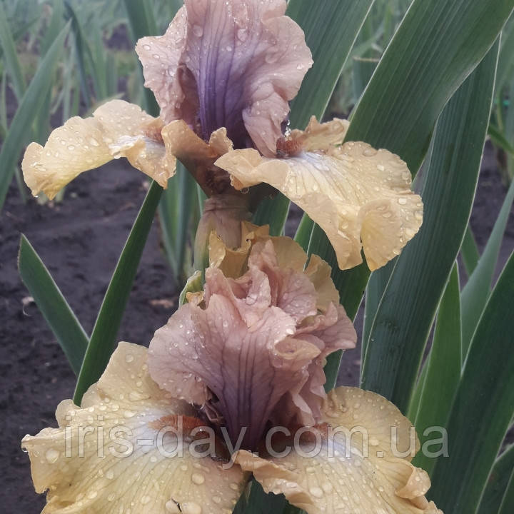 Ірис Desert Moth Десерт Мос (Keppel 2012) (сажниці), фото 1