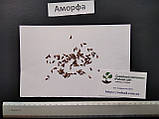 Аморфа кущова насіння (20 шт) (Amórpha fruticósa) крутик медонос, фото 2