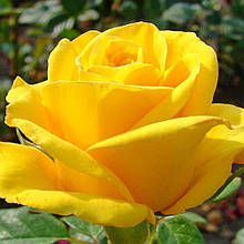 Троянда чайно-гібридна Керіо (тубус)