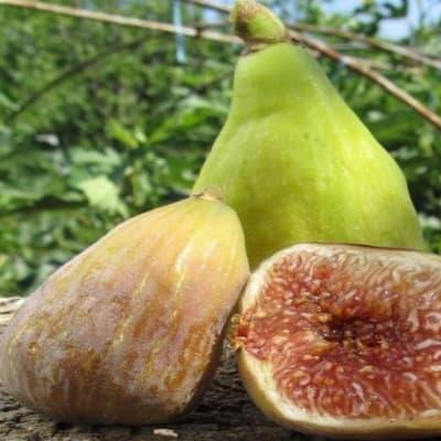 Інжир Кадота (горщик 0,5л), фото 1