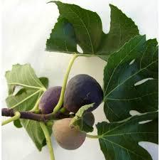 Інжир Фініковий (горщик 0,5л), фото 1