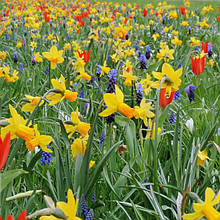 Арт-набір Оксфорд (ранні тюльпани, нарциси, мускарі, крокуси) 14 цибулин