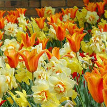 Арт-набір Прожектор (ранні тюльпани, махрові нарциси) 6 цибулин