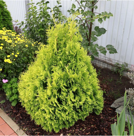 Саджанці Туї складчастий Корнік (Thuja plicata Kornik)