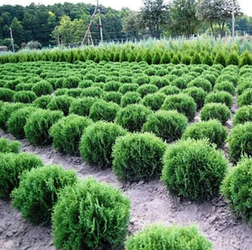 Саджанці Туї західної Хосері (Thuja occidentalis Hoseri)