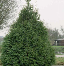 Саджанці Туї західної Фрісландії (Thuja occidentalis Frieslandia)