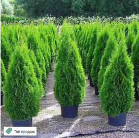 Саджанці Туї західної Смарагд (Thuja occidentalis Smaragd)